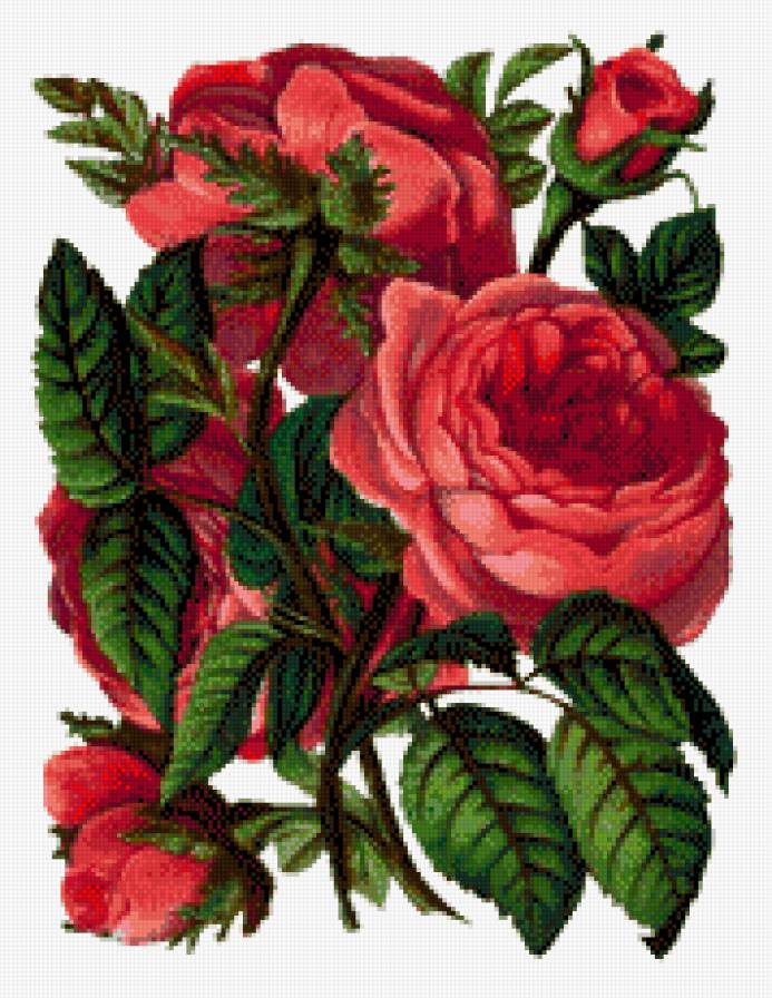 Розы - розы - предпросмотр