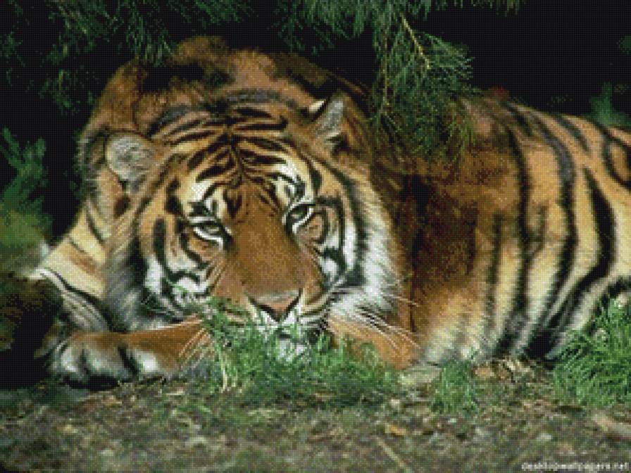 тигр - животные - предпросмотр