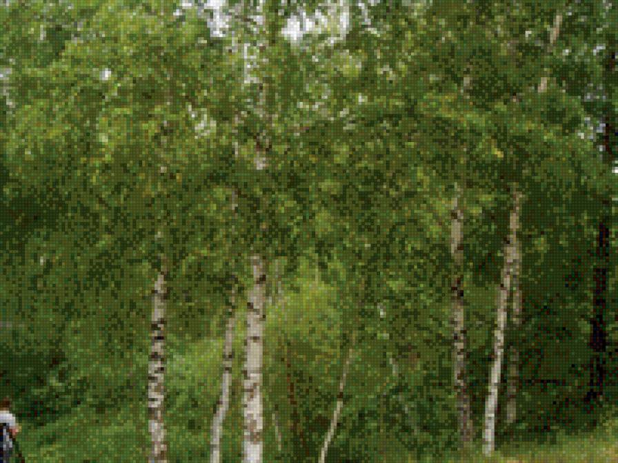 березы - березы, природа, деревья - предпросмотр