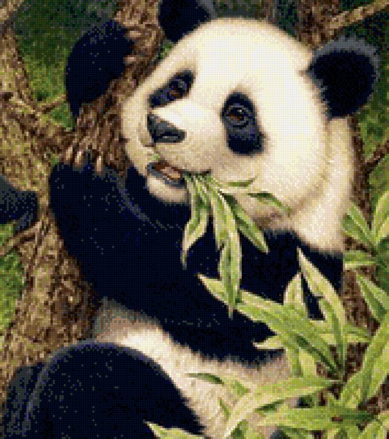 Панда - панда, животные - предпросмотр