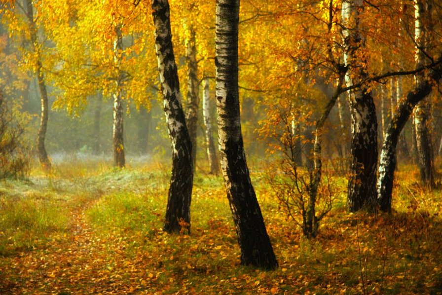 №676468 - осень, природа - оригинал