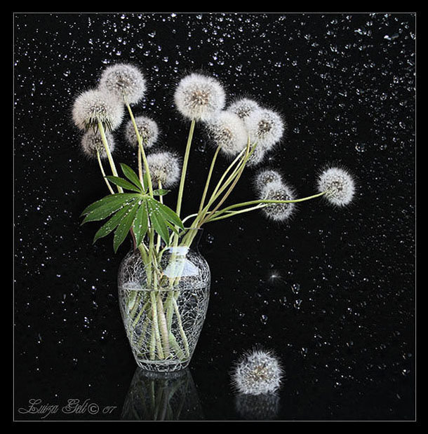 №676547 - цветы, одуванчики, на черном - оригинал