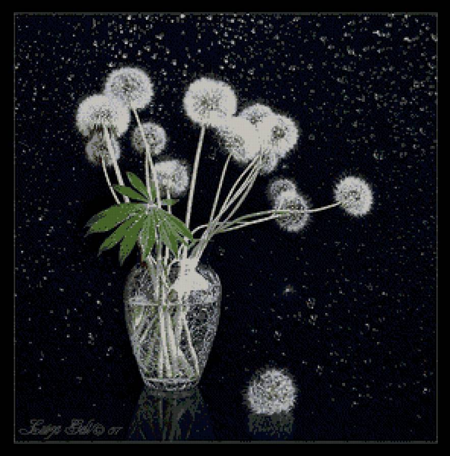 №676547 - цветы, одуванчики, на черном - предпросмотр