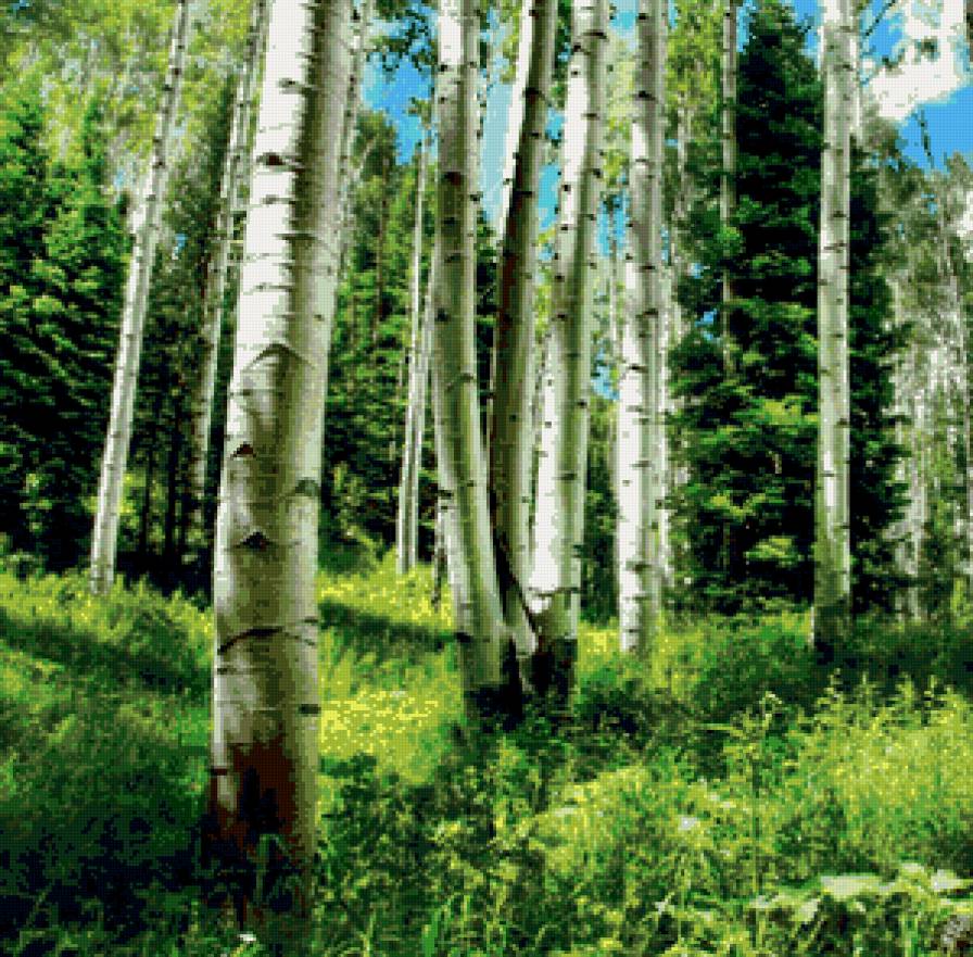 березовая роща - пейзаж, березы, лес - предпросмотр