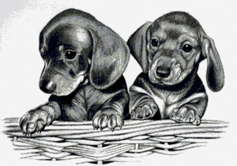 №676612 - собаки, животные - предпросмотр