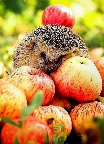 ежик - оригинал