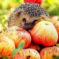 Схема вышивки «ежик»