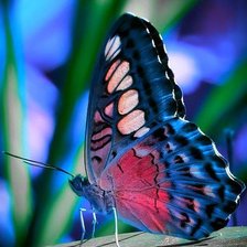 Схема вышивки «бабочка»