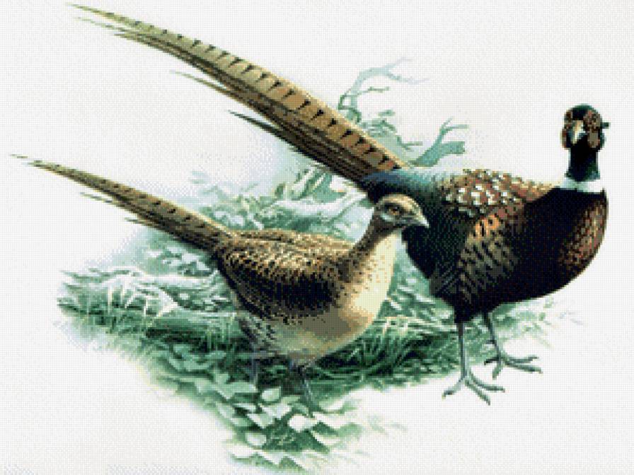 Фазаны - птицы, фазаны - предпросмотр