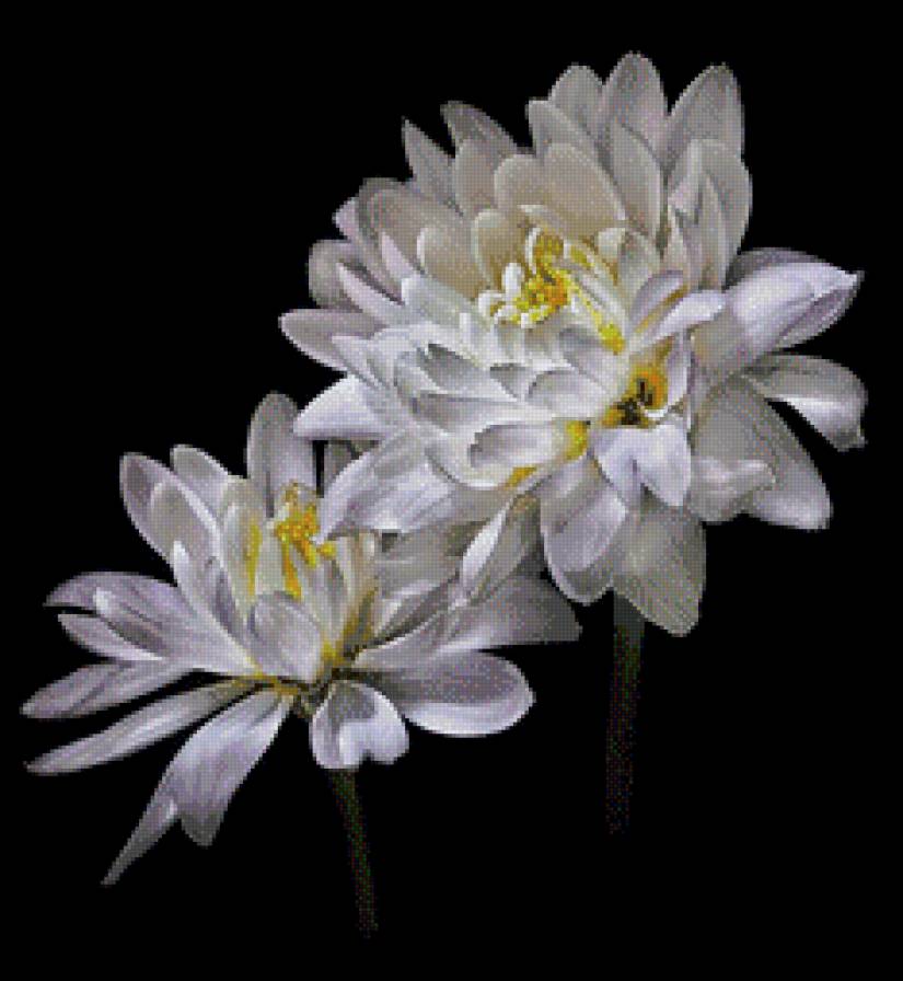 Роскошь цветов.8 - цветы, черный фон - предпросмотр