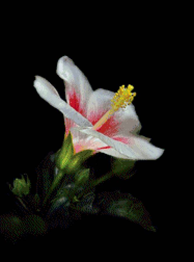 Роскошь цветов.11 - черный фон, цветы - предпросмотр