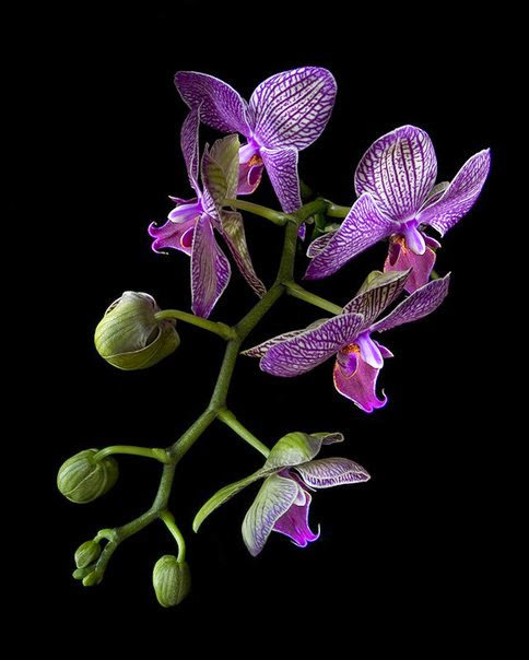 Роскошь цветов.12 - черный фон, цветы - оригинал