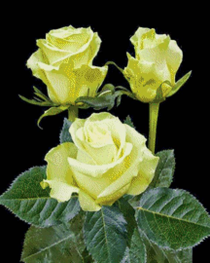 Роскошь цветов.15 - черный фон, цветы - предпросмотр