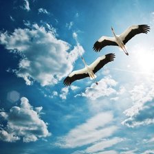 Схема вышивки «Журавли в небе»