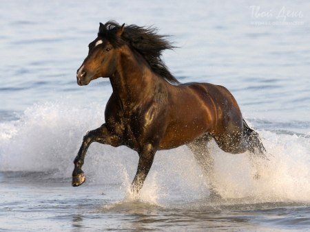 Простор - вода, брызги, простор, лошадь, животное, конь - оригинал