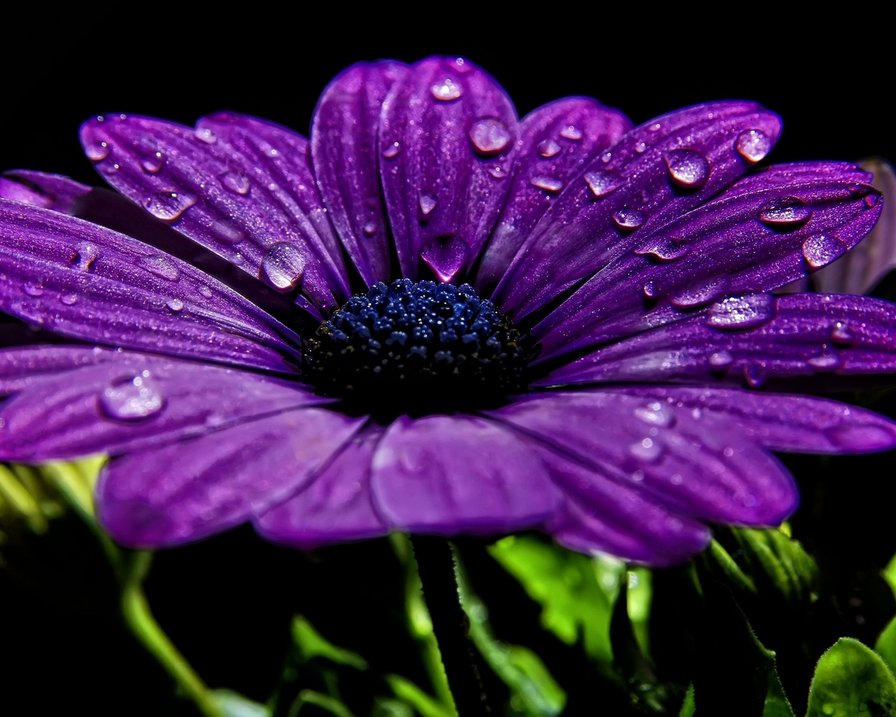 №676993 - цветы, на черном - оригинал