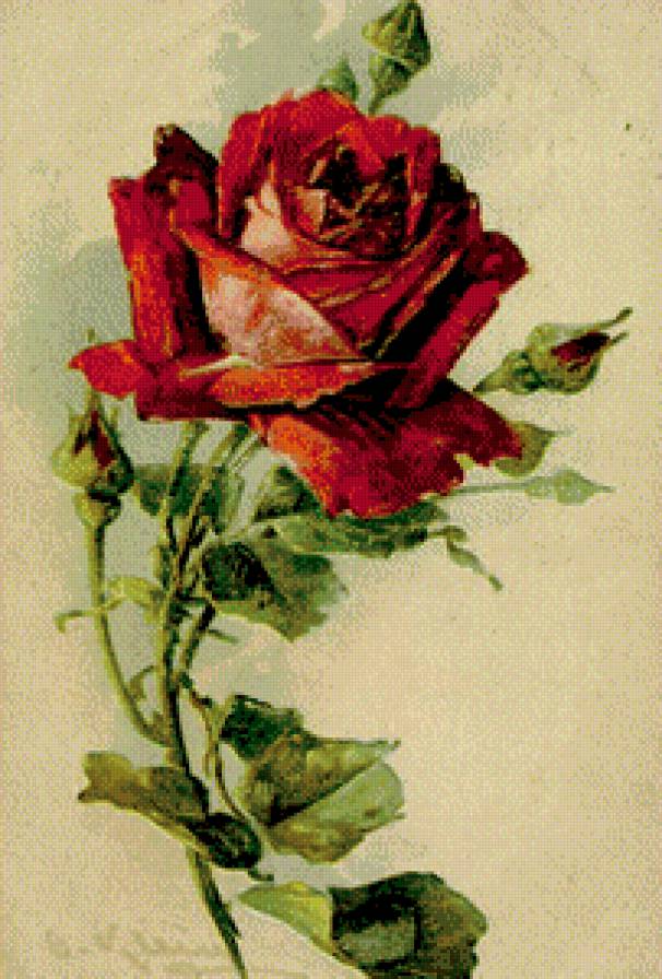 роза - предпросмотр