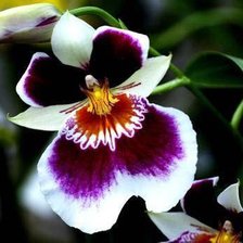 Схема вышивки «Орхидея1»