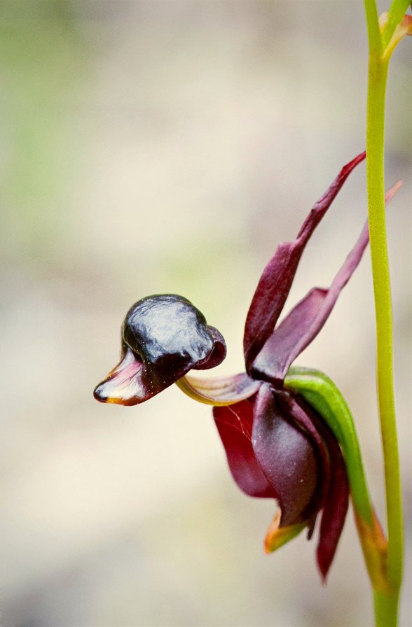 Орхидея2 - цветы, орхидея - оригинал