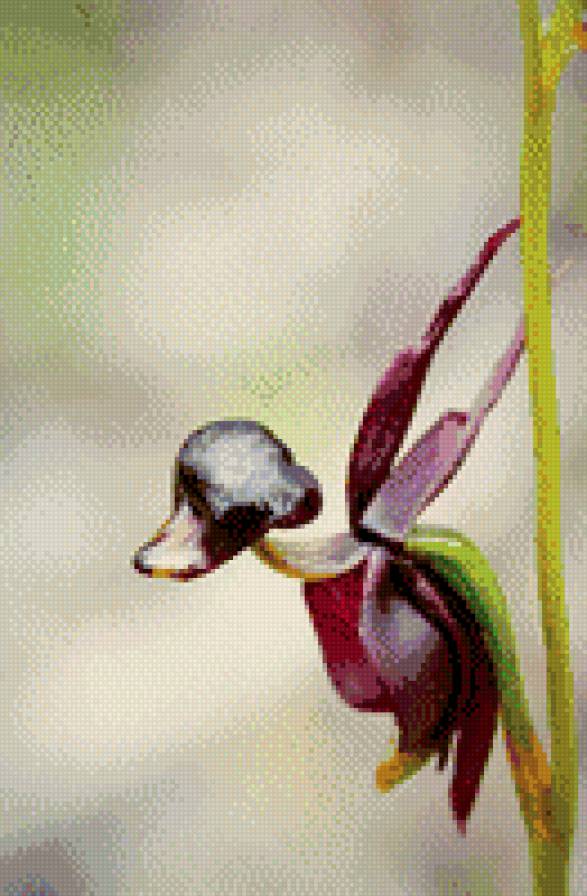 Орхидея2 - цветы, орхидея - предпросмотр