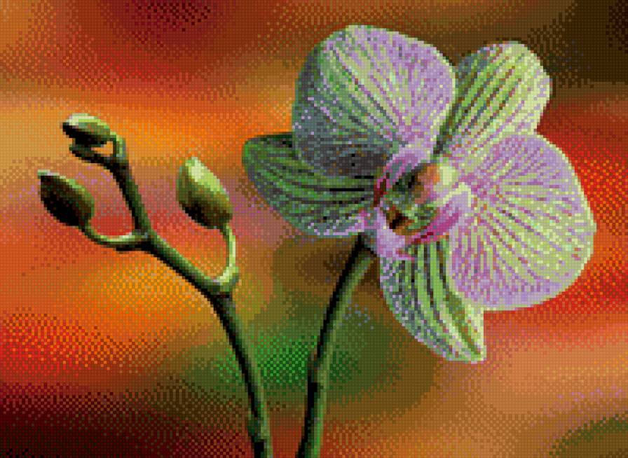 Орхидея4 - орхидея, цветы - предпросмотр