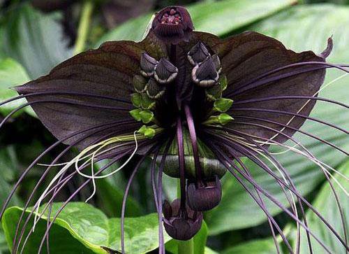 Орхидея5 - орхидея, цветы - оригинал