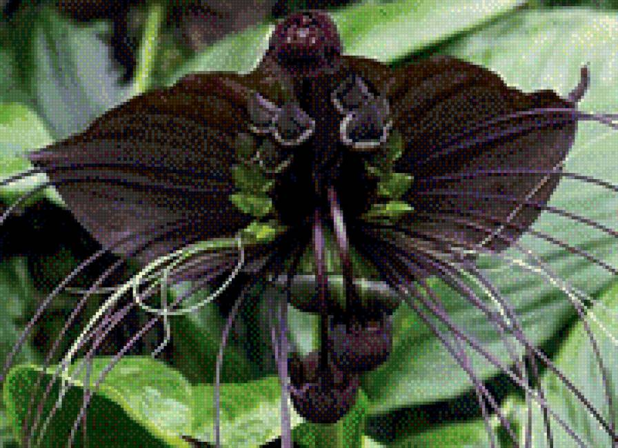 Орхидея5 - цветы, орхидея - предпросмотр