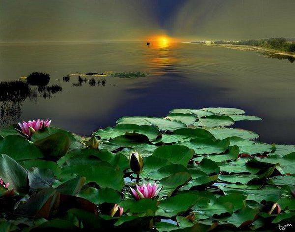 ZAKAT - оригинал