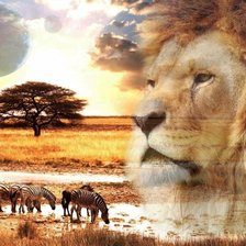Схема вышивки «Лев, зебры»