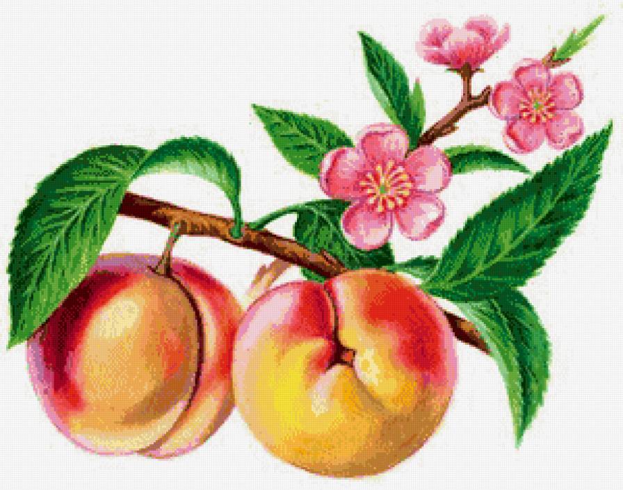 персики - цвет, фрукты, еда, персики, кухня - предпросмотр