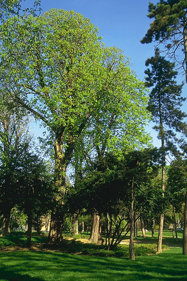 Природа - природа - оригинал