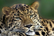 Схема вышивки «№677798»