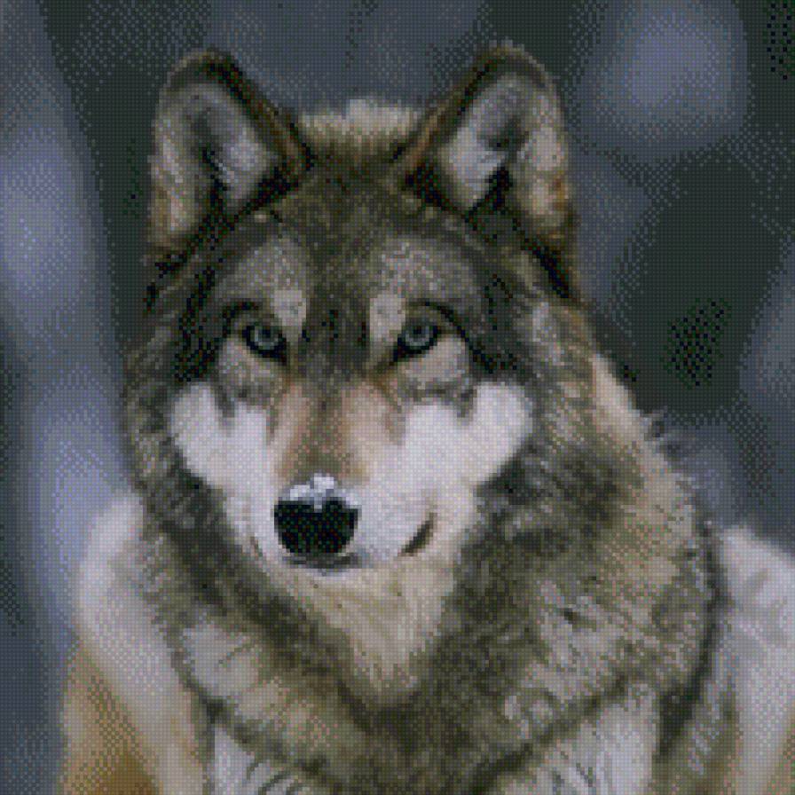 Серый волк - предпросмотр