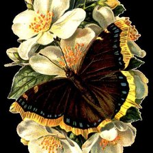 Схема вышивки «цветы и бабочки»