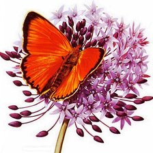 Оригинал схемы вышивки «цветы и бабочки» (№677894)