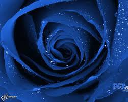 Синяя роза - цветы, роза - оригинал