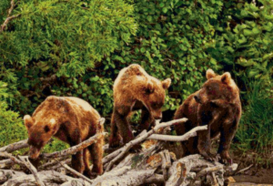 три медведя - животные, природа, пейзаж, медведи - предпросмотр