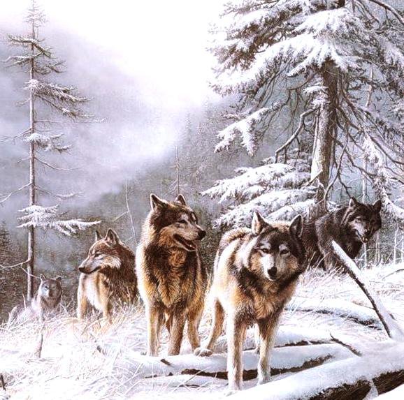 волки - волки, природа, лес, животные, снег - оригинал