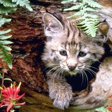 Схема вышивки «рысенок»