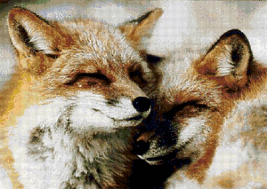 две лисы - животные, пара - предпросмотр