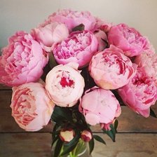 Схема вышивки «Пионы»