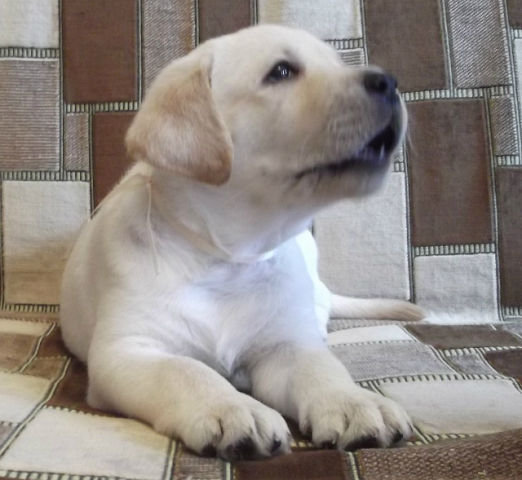 лабрадор - лабрадор, щенки - оригинал