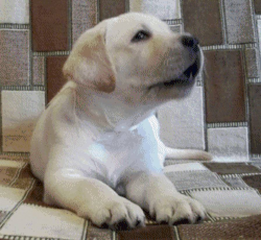 лабрадор - лабрадор, щенки - предпросмотр