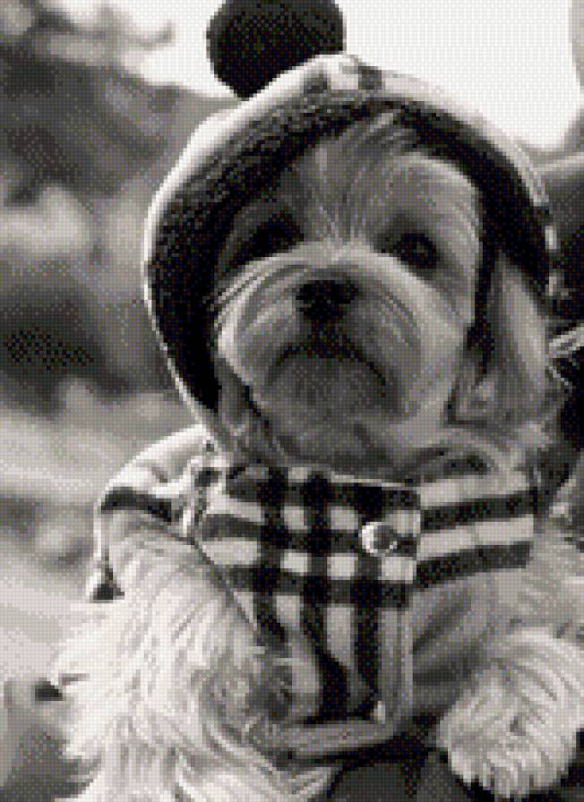 пес - предпросмотр