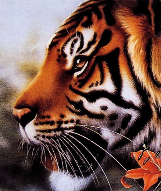 тигр - животные, котик - оригинал