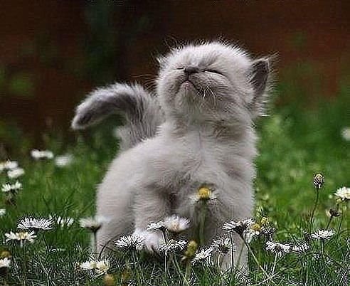 я иду - котенок.на лугу.лето - оригинал