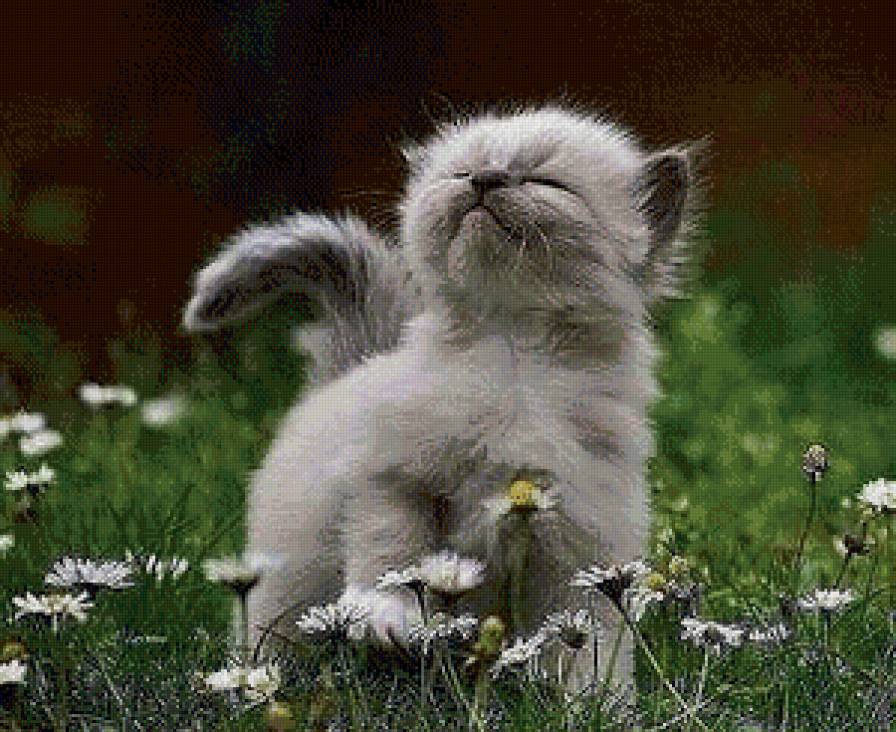 я иду - котенок.на лугу.лето - предпросмотр