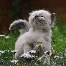 Схема вышивки «я иду»