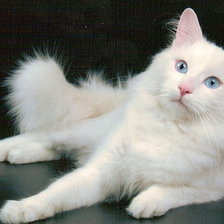 Оригинал схемы вышивки «белый кот» (№678980)