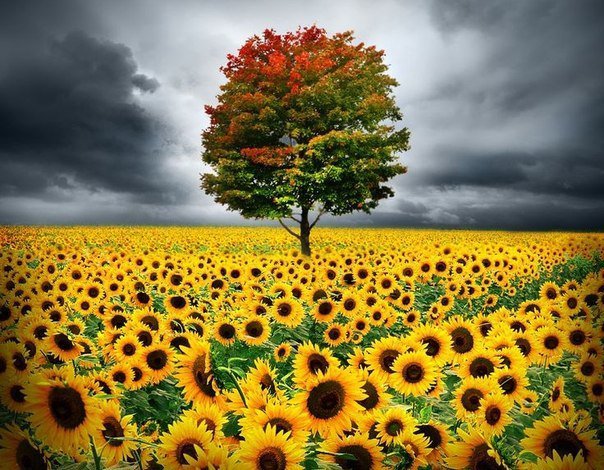 Подсолнуховое поле - цветы, природа, растение - оригинал